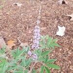 Vitex negundo Flower