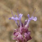 Salvia pachyphylla Цвят