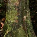 Sloanea brevipes Corteza