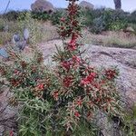 Cylindropuntia leptocaulis 果實