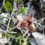 Fumana ericoides Fruit