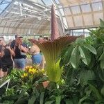 Amorphophallus titanum Blüte