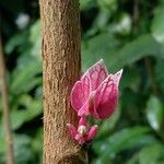 Pavonia cauliflora Flower