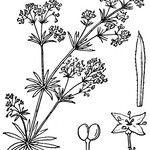 Galium timeroyi ᱮᱴᱟᱜ