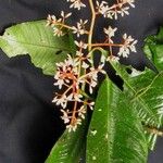 Ardisia standleyana Otro