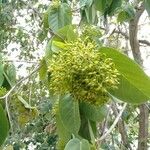 Sterculia ceramica Flor