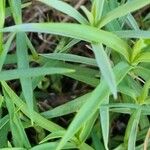 Dianthus gyspergerae Hoja