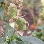 Antirrhinum majus Fruto