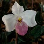 Paphiopedilum delenatii Цветок