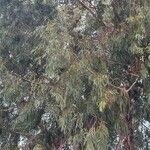 Eucalyptus camaldulensis List