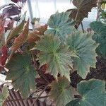 Begonia heracleifolia 叶