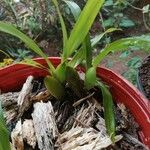 Maxillaria brachybulbon Ліст