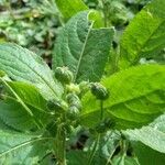 Mercurialis perennis Fruto