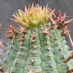 Euphorbia stellispina Hoja