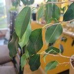 Ficus benjaminaLeaf