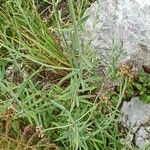 Centranthus angustifolius Blad