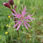 Silene flos-cuculi Fiore