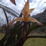 Maxillaria porrecta Virág