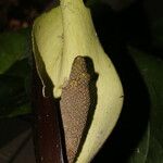 Urospatha grandis Fruit