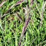 Poa bulbosa Mbuma