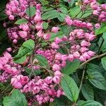 Clerodendrum thomsoniaeफूल