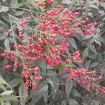 Nandina domestica फल