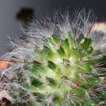 Mammillaria bocasana 花
