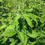 Rubus idaeusFolha