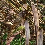 Setaria faberi Feuille