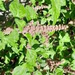 Amaranthus deflexus Feuille