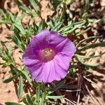 Ipomoea plummerae 花