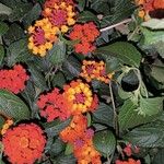 Lantana camaraFlower