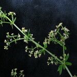 Galium asperifolium ᱛᱟᱦᱮᱸ