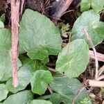 Ranunculus ficaria Hostoa