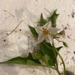 Solanum carolinenseফুল