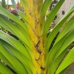 Grammatophyllum speciosum Žievė