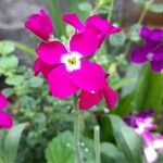 Matthiola incanaപുഷ്പം