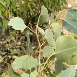 Populus euphratica Yaprak