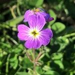 Malcolmia maritima Flor