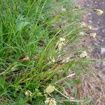 Carex sempervirens Fula