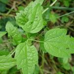 Clematis vitalbaLeaf