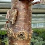Araucaria cunninghamii Casca