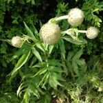 Cephalaria alpina Foglia