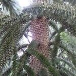Araucaria araucana 樹皮