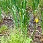Iris pseudacorus برگ