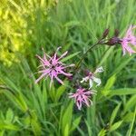 Silene flos-cuculi Flors