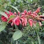 Erythrina crista-galliBlatt