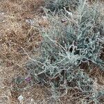 Echium angustifolium 整株植物