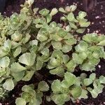 Sedum spurium 葉