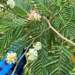 Acaciella angustissima ᱵᱟᱦᱟ